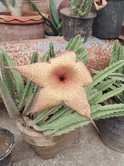 Cactus Boutique photo